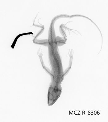 Media type: image;   Herpetology R-8306 Aspect: dorsoventral x-ray